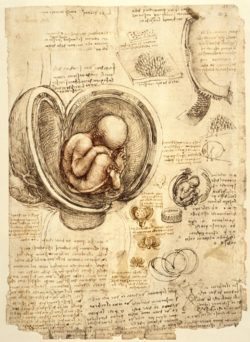 Leonardo da Vinci "Anatomiestudie" 220 x 304 cm