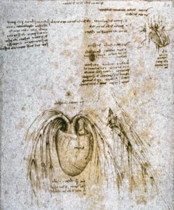 Leonardo da Vinci "Anatomiestudie" 208 x 285 cm